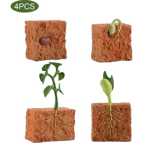 Decoration School Collection Plant Growth Cycle Model Kids Action Figures Green Bean Toys Teaching Educational Simulation Life