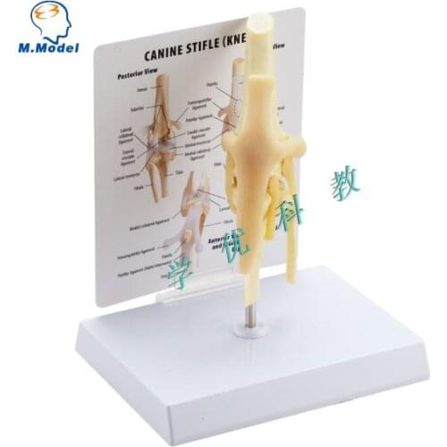 Dog knee joint Ligament basic structure model