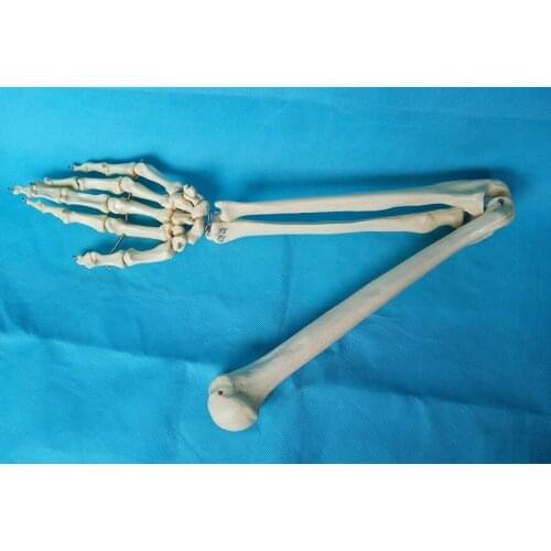 1:1 Size of Adult Humans Skeleton Life-size Upper Extremity Hand Joint Model Hand Bone Model Medical Science Anatomical Models
