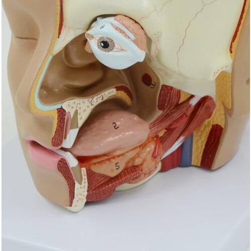 Human Head Dissection Model Brain Anatomy Oral Cavity Tongue Anatomical Model Educational Equipment Medical Demonstration Tool