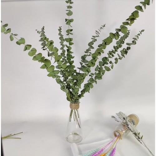 10Pcs Natural Eucalyptus Leaves Dried Flower Dried Eucalyptus Leaves Real Plant DIY Wedding Home Decoreucalyptus Branches Stems