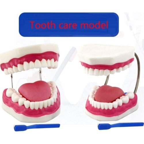 PVC Material Made Human Teeth Model Can Be Used for a Long Time Teachers Ideal Teaching Aids Get One Toothbrush for Free