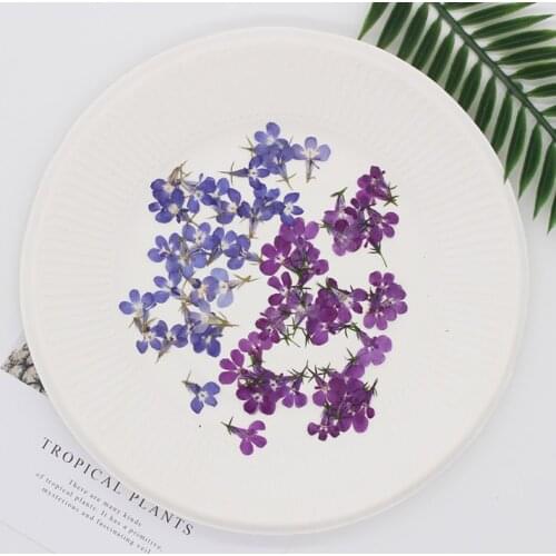 12pcs Dry Flower Plant Specimen Phone Case Childrens Bookmark Photo Frame Sticker Candle DIY Making Supplies Hot Sale