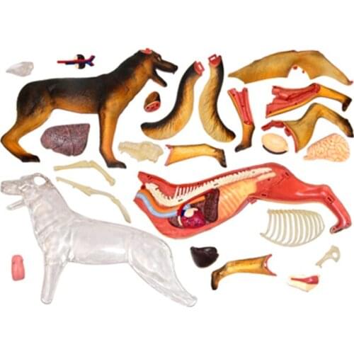 Assembling science Toy Animal Model Dog Anatomical Model educational equipment
