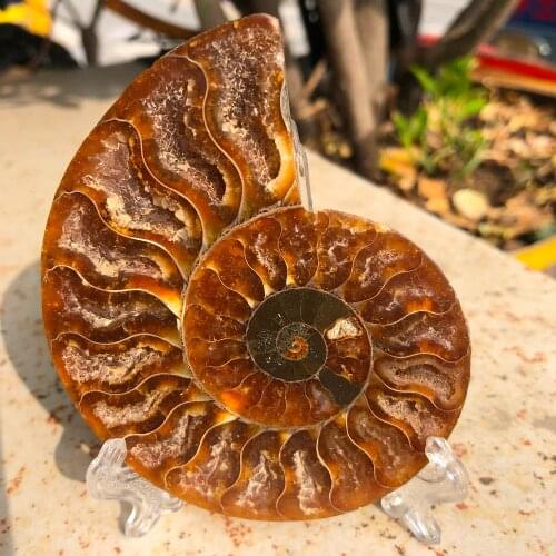 2pcs Natural shell slice polished Madagascar fossiln
