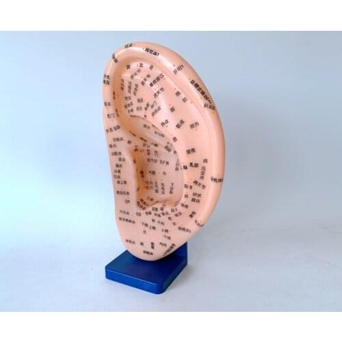 Quality PVC 24cm ear acupuncture point model acupuncture ear model simulation model of the ear medical teaching supply