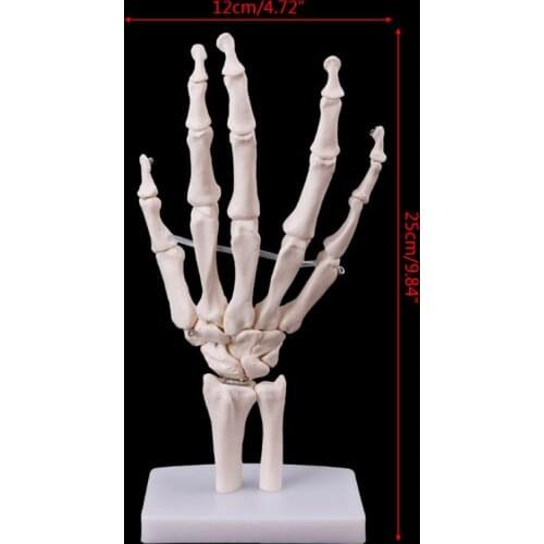Hand Joint Anatomical Skeleton Model Human Anatomy Study Tool Life Size X3UE