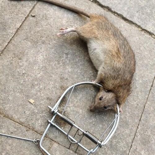 Big Mouse Trap, Weasel Catch，catch Spring Trapt，mous Trap，Rodent Cage，Mole Repeller，Rat Trap