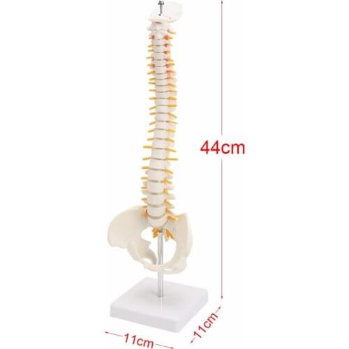 Brand new 44CM Human Spine with Pelvic Model Human Anatomical Anatomy Spine Medical Model spinal column model+Stand Fexible
