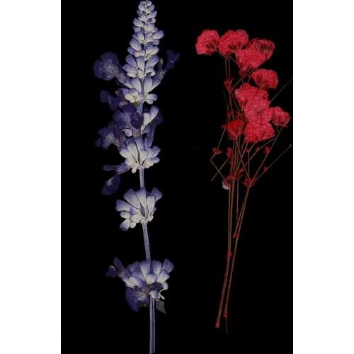 2 Pack Multiple Pressed Dried Flowers Real Flower For Art Craft