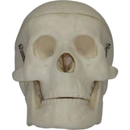 Medical teaching skeleton series Miniature Plastic Skull