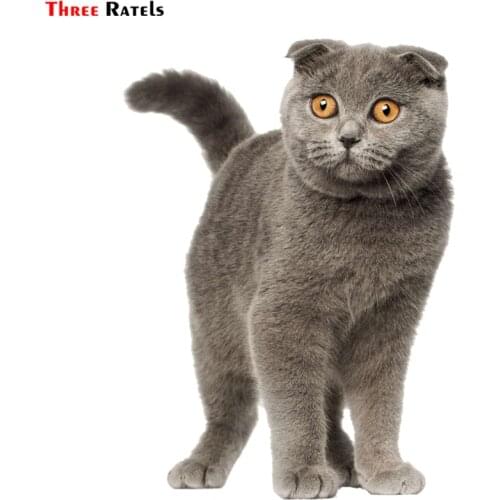 Three Ratels TRL535# 11x15cm Scottish Fold Cat Car Funny Car Stickers Car Stickers And Decals