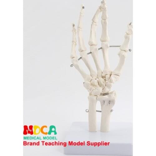 Flexible hand joint model hand bone model finger bone metacarpal skeleton medical teaching MSG003