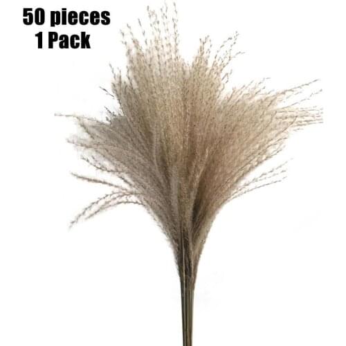 1 Pack Pampas Grass Dried Flower Reed Wedding Home Decoration Hay Autumn Home Natural Decoration Bouquet Retro Flower