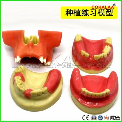 1pcs Good quality Dental materials dental model oral implant surgery maxillary sinus dental supplies equipment tools soft gums