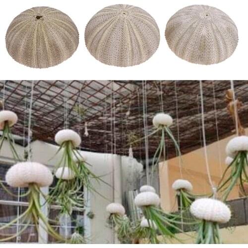 1PC Natural Green Sea Urchins Tillandsia Potted Plant DIY Home Decoration