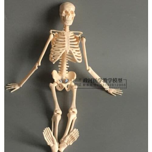 45cm skeleton model artistic human body Skeletal model