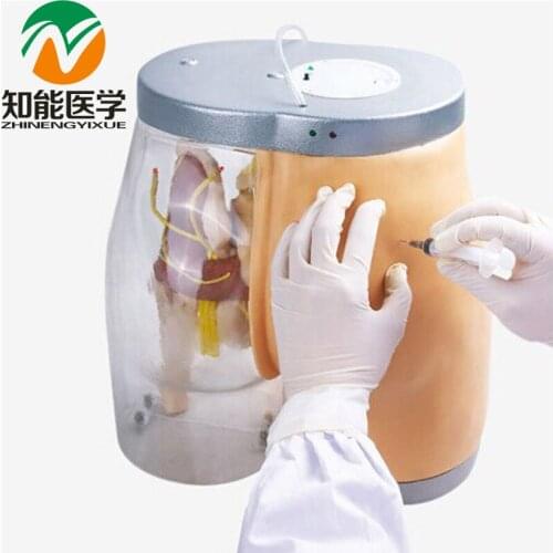 BIX-H5T Transparent Anatomical Structure Compared Buttocks Intramuscular Injection Training Model W144