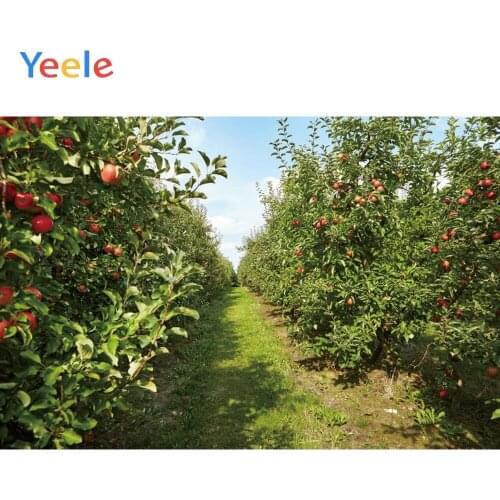 Yeele Wallpaper Orchard Fruit Strong Vitality Sweet Photography Backdrops Personalized Photographic Backgrounds For Photo Studio
