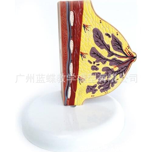 Female Stationary Phase Breast Anatomy Model Prolactin Breast Structure Anatomical Model