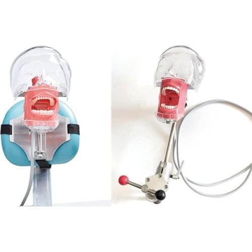 Dental Simulator Nissin Manikin Phantom Head Dental Phantom Head Model with New Style Bench Mount for Dentist Education