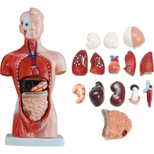 New Human Torso Body Model Anatomy Anatomical Medical Internal Organs For Teaching Education Student Kids