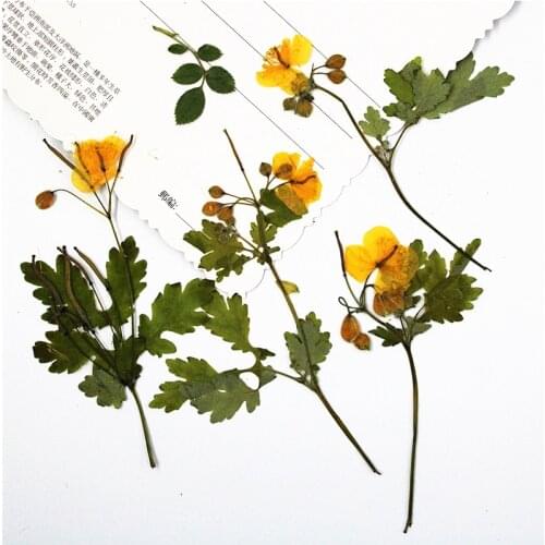 64pcs Pressed Dried Chelidonium majus Flower Plants Herbarium For Jewelry Phone Case Card Bookmark Nail art Make up Making DIY