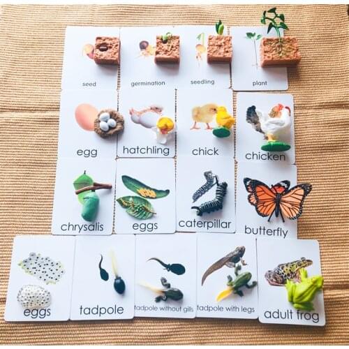 Kids Educational Equipment Butterfly/ Chick/ Frog/ Plant Life Cycle Models and Cards Montessori Materials Children Learning Toy