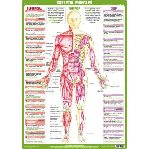 Muscle Anatomy Anterior Chart Bodybuilding Medical ART SILK Print POSTER Decorative Wall painting 24x36inch