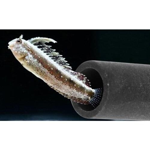 2021 New Aquarium Tank Tube Breeding Hiding Cave Shelter For Fish Shrimp Spawn Live Plant