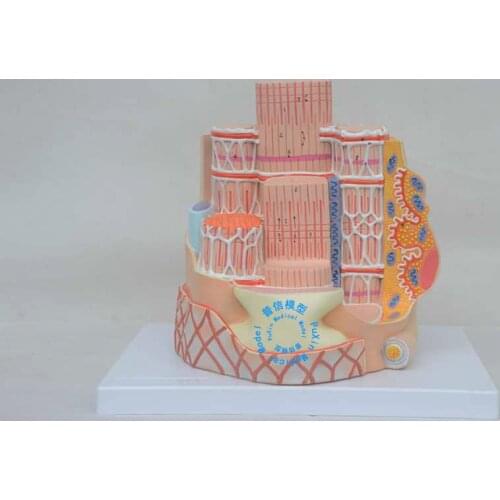Free shipping&skeletal muscle fiber model,Fibrous structure model, medical anatomy model, bone tissue.for medical teaching