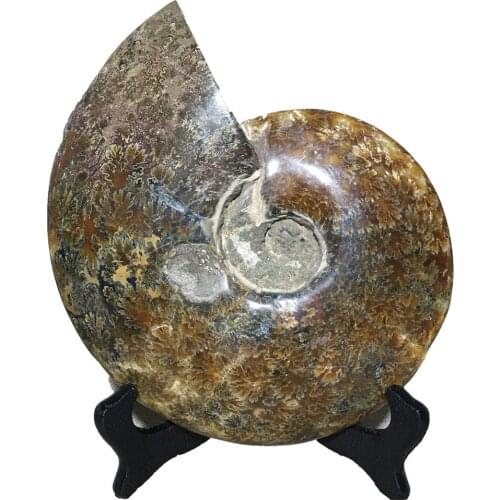 Natural Conch Fossil Quartz Crystal Collection Gift Home Furnishing Articles Reiki Healing Mineral Samples Chrysanthemum screw