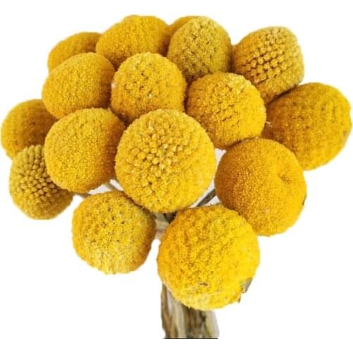 15pcs Natural Craspedia Yellow Billy Big Balls Decor Dried Flowers For Wedding Bouquet