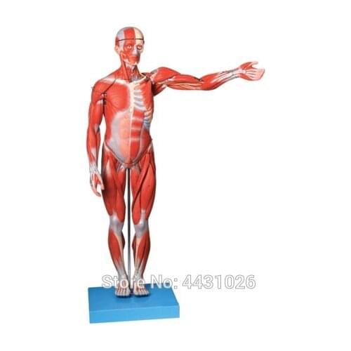 ENOVO The internal organs of the human body are attached with visceral models to simulate the anatomy of human muscle anatomy