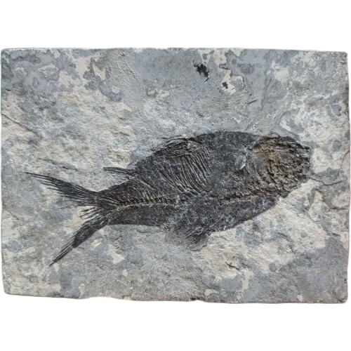 1pcs Natural Jianghan fish Tail Fossil Ancient Fossils Teaching Specimens Collection