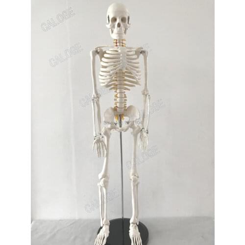 Free Shipping 85cmThe human body skeletonmodel.Spinal disc Lumbar spinal nerve.Hospital Department of orthopedics rehabilitation