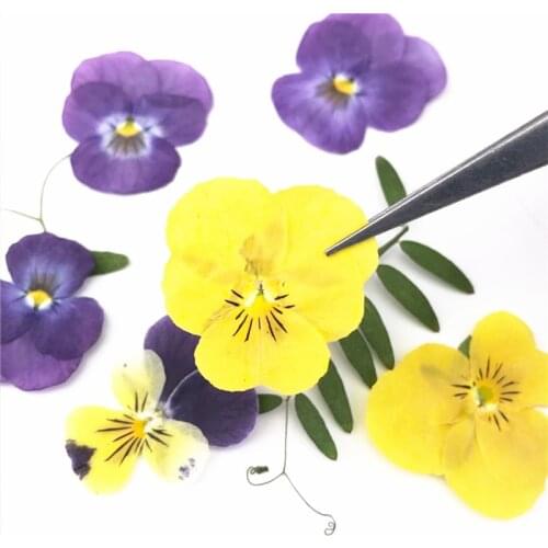 120pcs Pressed Dried Pansy Corydalis Suaveolens Hance Flower Plants Herbarium For Jewelry Postcard Bookmark Making Accessories