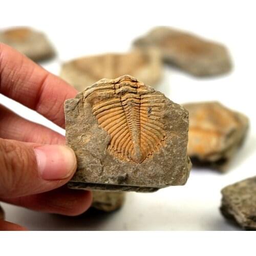 Natural Fossil Trilobite Tail Animal Coral Trilobite Stone Collection Teaching Crown Specimen Science Tail Insect Science M5H7