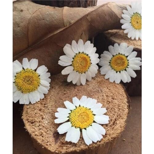 12pcs Dried flowers specimens Dye White Chrysanthemum For DIY handmade Kids Teaching Plants Raw material