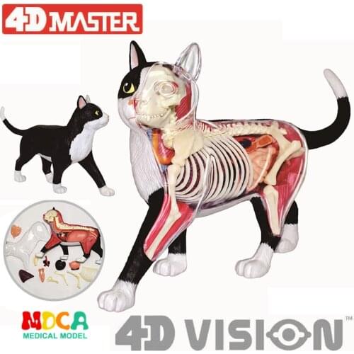 Black and white cat 4d master puzzle Assembling toy Animal Biology organ anatomical model medical teaching model