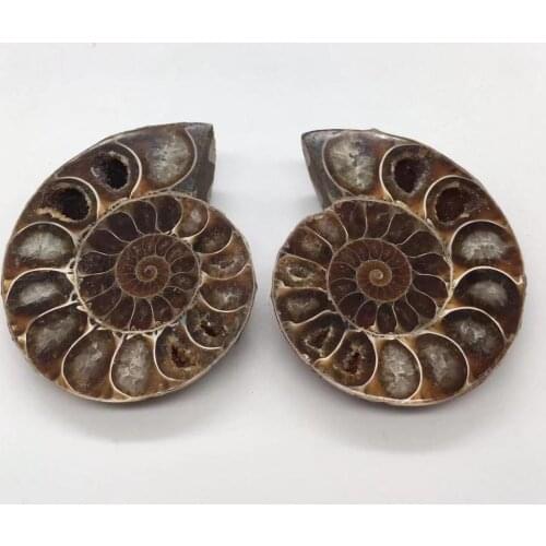 Half Cut Ammonite Sea Snail fossils mineral Specimen natural stones home decoration for gift