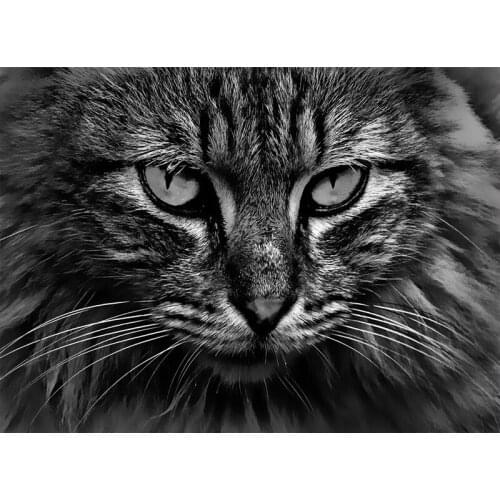 Cat Painting By Numbers Coloring On Canvas For Adult Paint DIY With Frame Animal Drawing Picture By Number Decoration Wall art