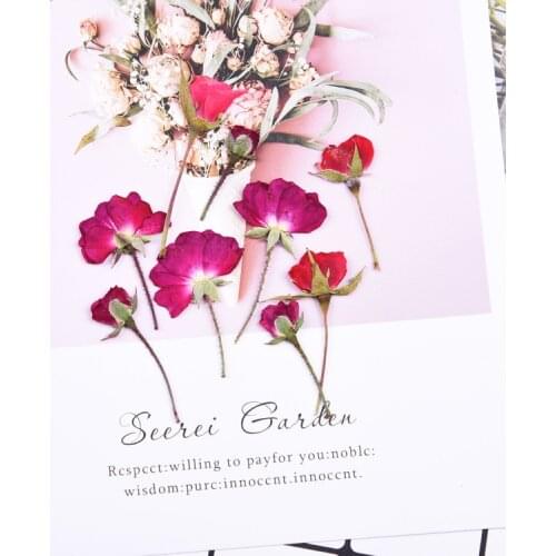 8PCS Rose flower with branch pressed flower dried flower mobile phone case decal painting bookmark handbook making
