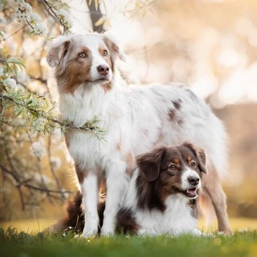 Diamond painting Animal dog australian shepherd full square 5D diamond embroidery picture cross stitch home wall decoration