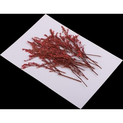 20x Pressed Real Dyed Red Limonium Dried Flowers For Jewelry Making Crafts