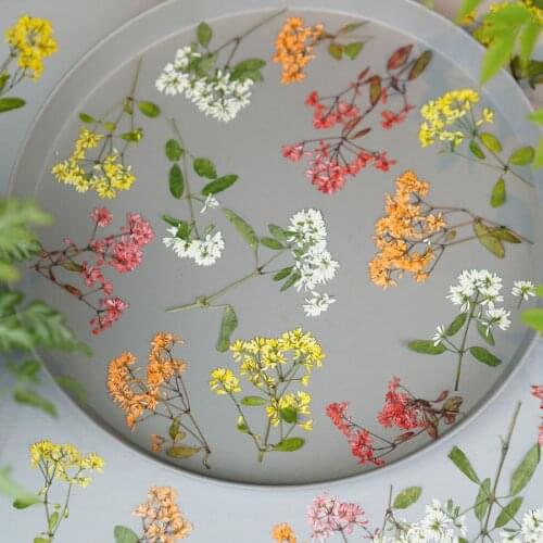 60pcs Dried Pressed Euphorbia Graminea Stalk Flower Plant Herbarium For Jewelry Bookmark Postcard Phone Case Photo Frame DIY