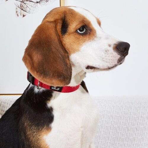 Durable Adjustable Nylon Dog Collar, 0.6 Inch Wide, Personalized Dog Collars for Small Medium Dogs