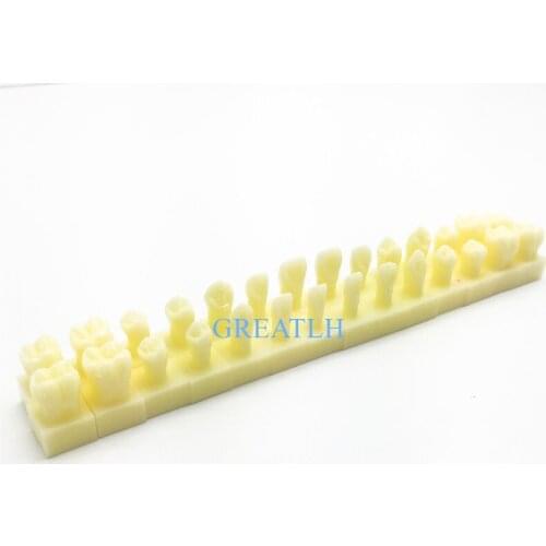 Dentist Practise Teeth model 28pcs/set natural size Teeth Model Permanent Teeth Model With Base 1 times