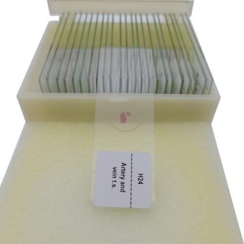 24Pcs Basic Histological Prepared Slides Microscope Histology Tissue Prepared Slides