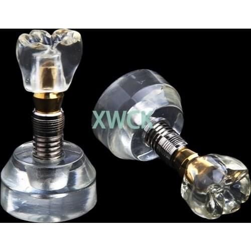 New Dental Arcylic Typodont Implant Study Teeth Model Single Tooth Crown Base Teaching Models